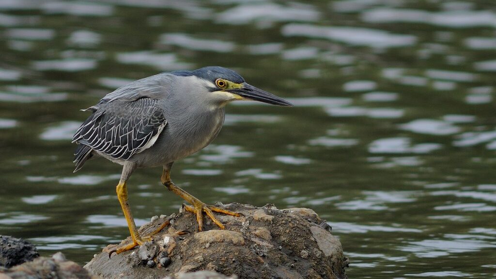 Green-backed Heron from Japan standing on a rock in calm water