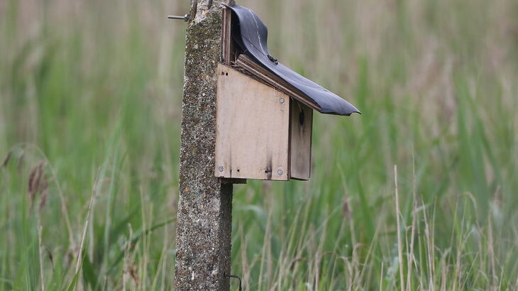 Wooden nesting box mounted on a stone post in a grassy field
