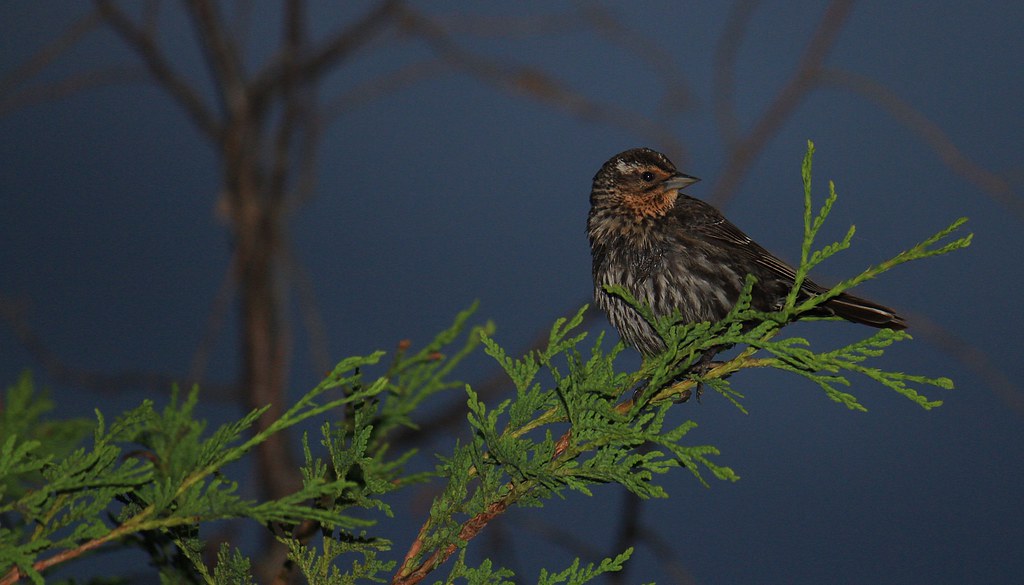 A Red-winged Blackbird is perched on a branch, displaying its dark plumage.