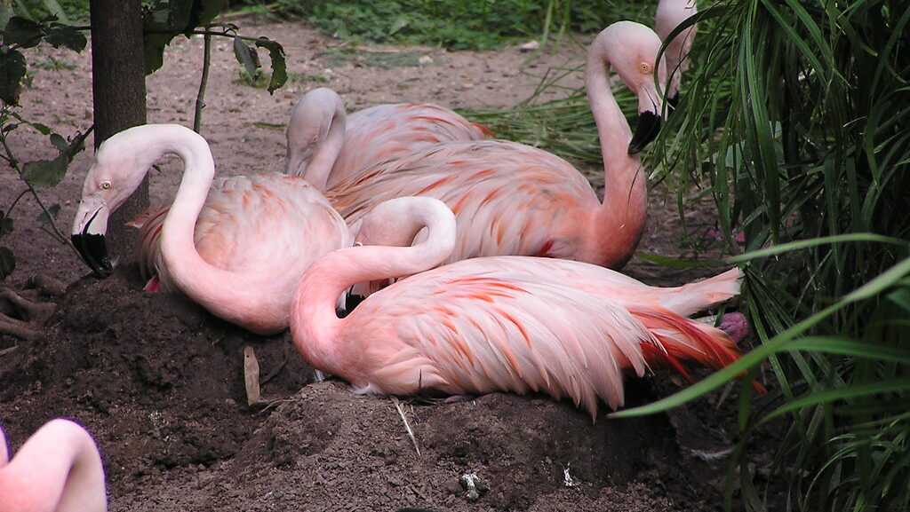 Communal nesting behavior among flamingos