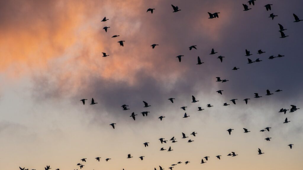 Group of geese soaring through the sky during sunset.