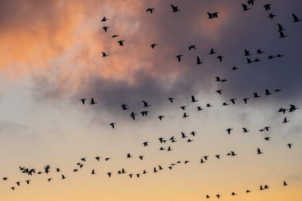 Canada geese fly in formation against a colorful sky.