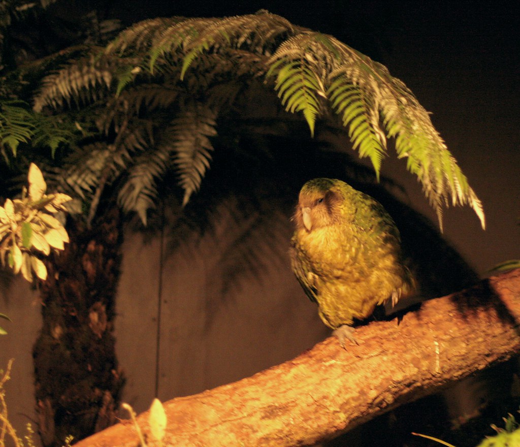 A green Kākāpō perches on a branch.