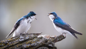Two tree swallows perched on a textured surface.