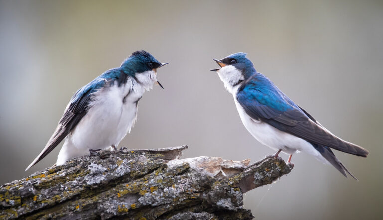 Two tree swallows perched on a textured surface.