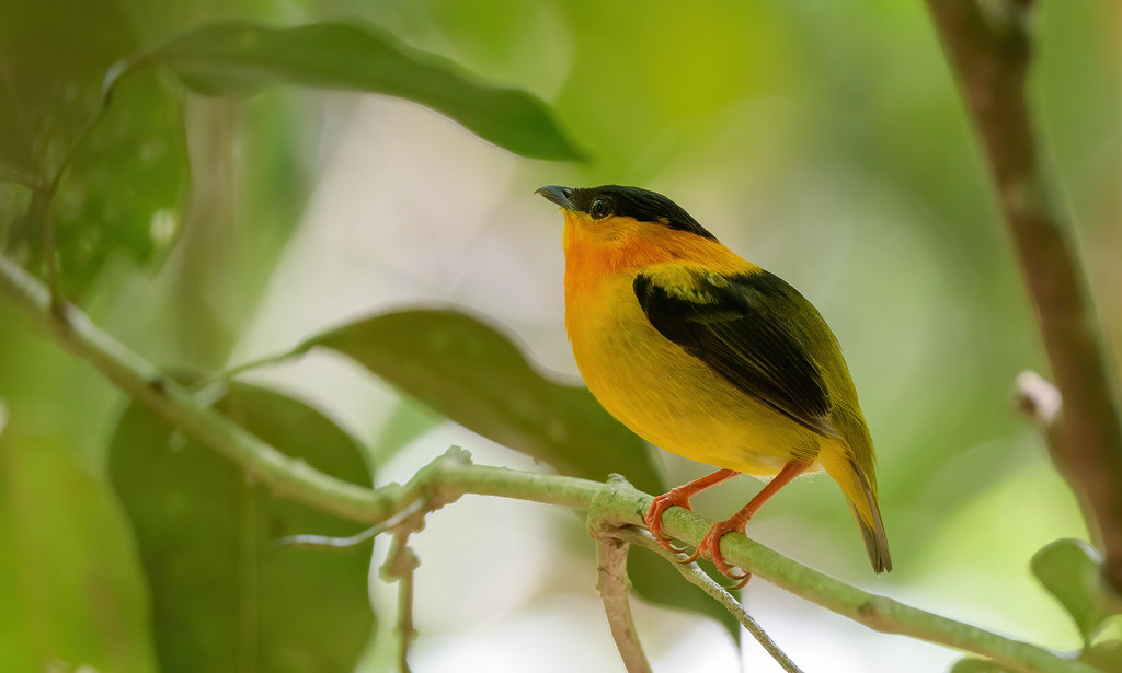 An Orange-collared Manakin perches on a branch in a lush, green setting.