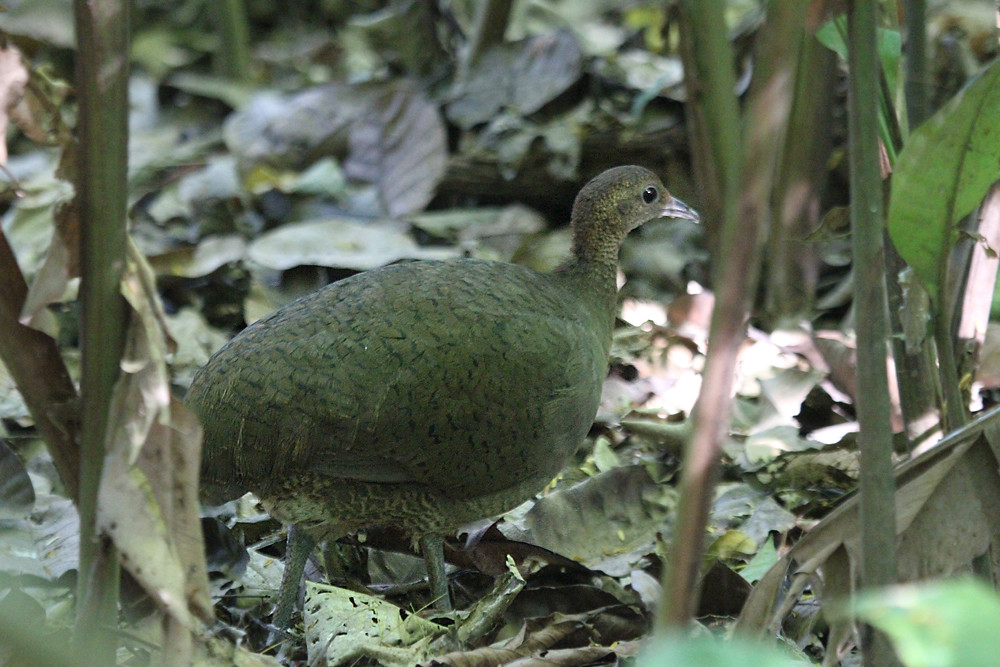 Great Tinamou standing camouflaged on ground covered with dry leaves