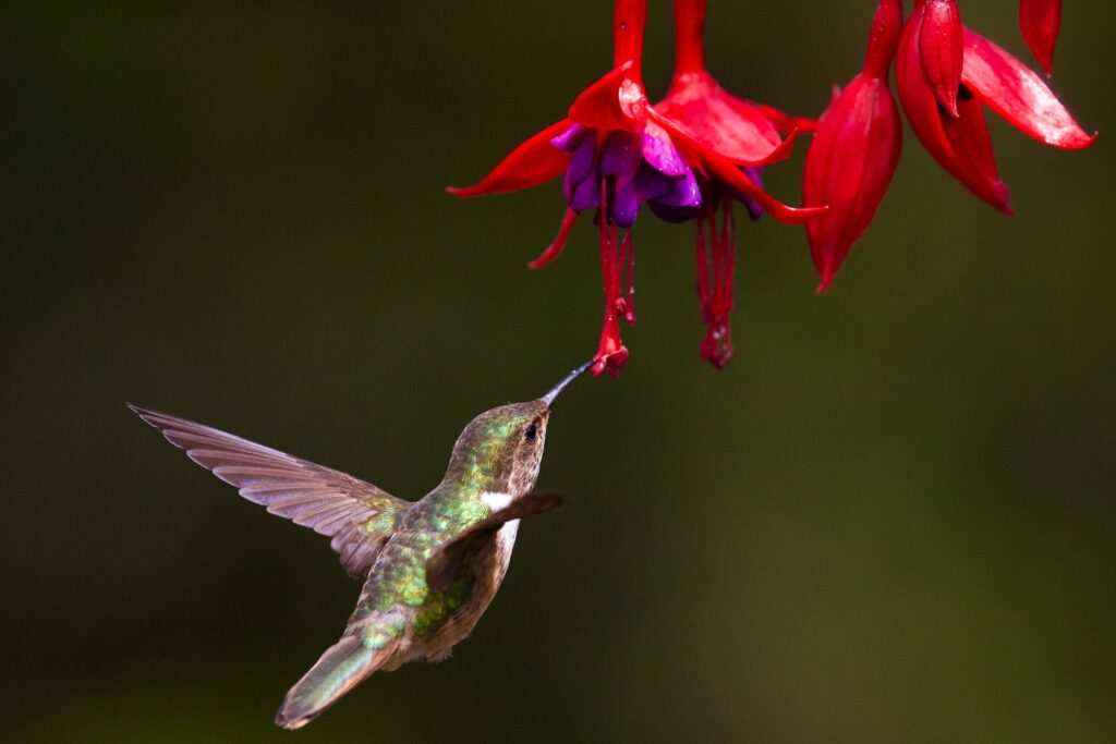 A hummingbird with green plumage feeds on a vibrant red flower.
