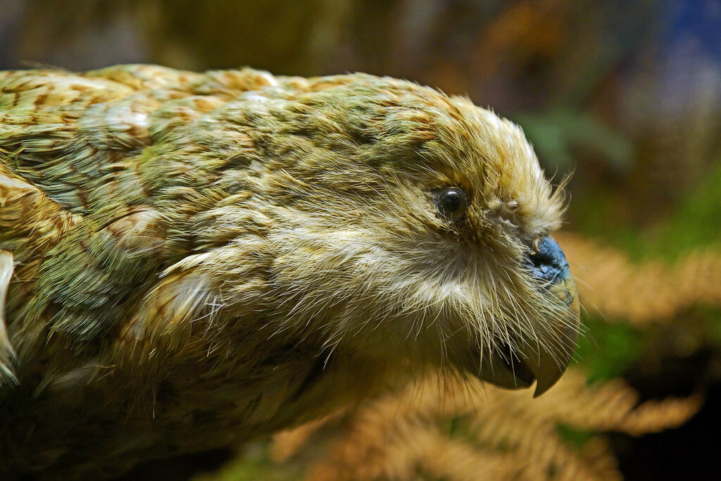 A Kākāpō displays its green and brown plumage in a close-up.