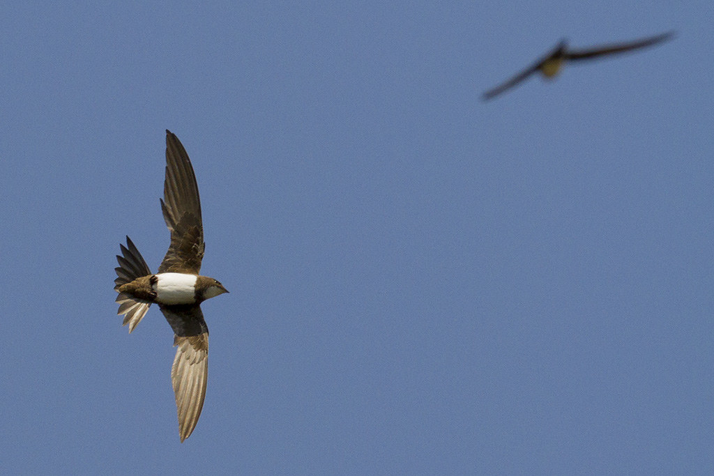 An Alpine swift flies against a blue sky.