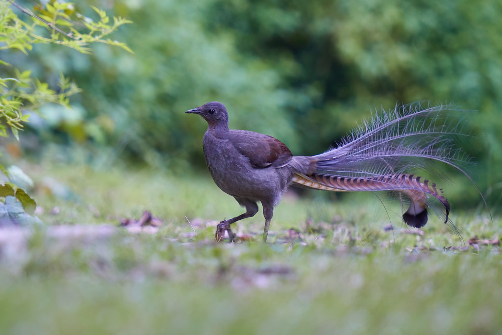 A Superb Lyrebird is shown displaying its extravagant tail feathers.