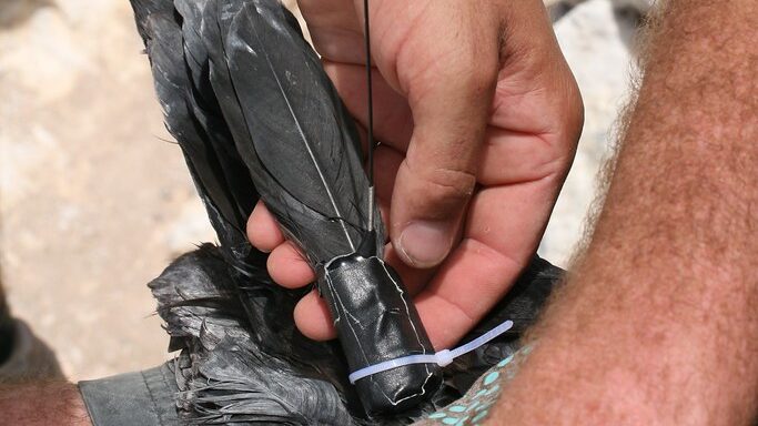 Researcher attaching satellite tag to bird's tail for tracking