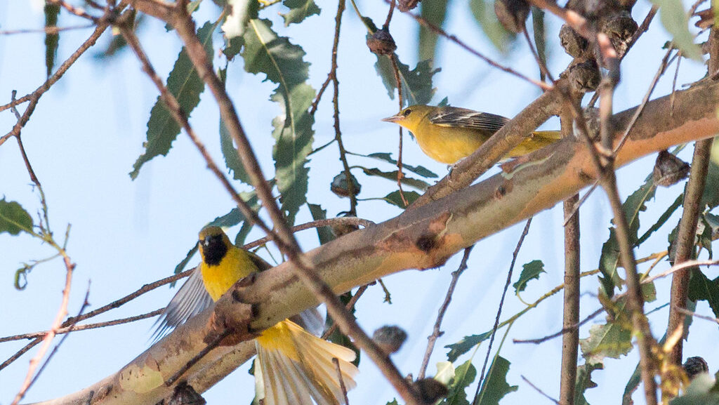 Pair of Hooded Orioles perched on tree branch