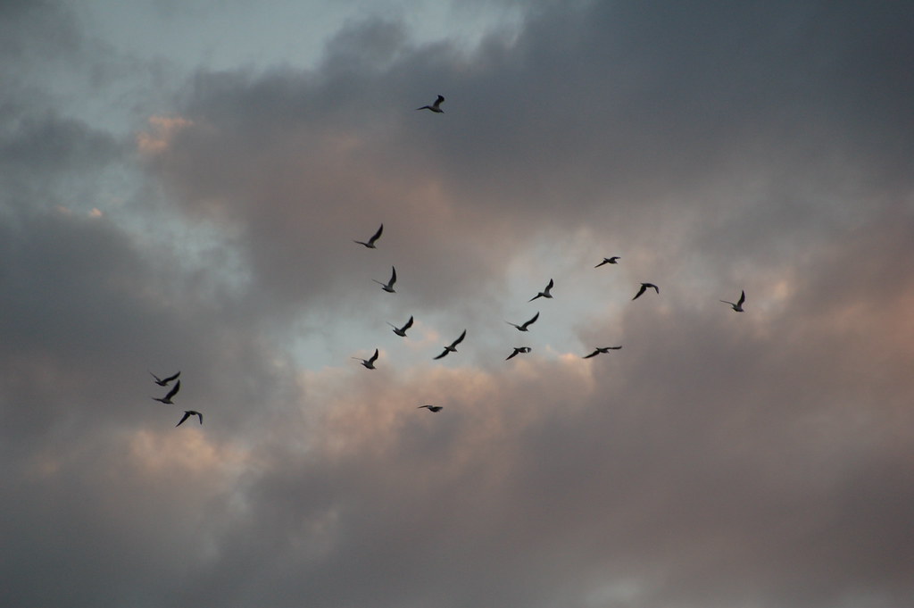 A flock of swallows flies across a dramatic cloudy sky.