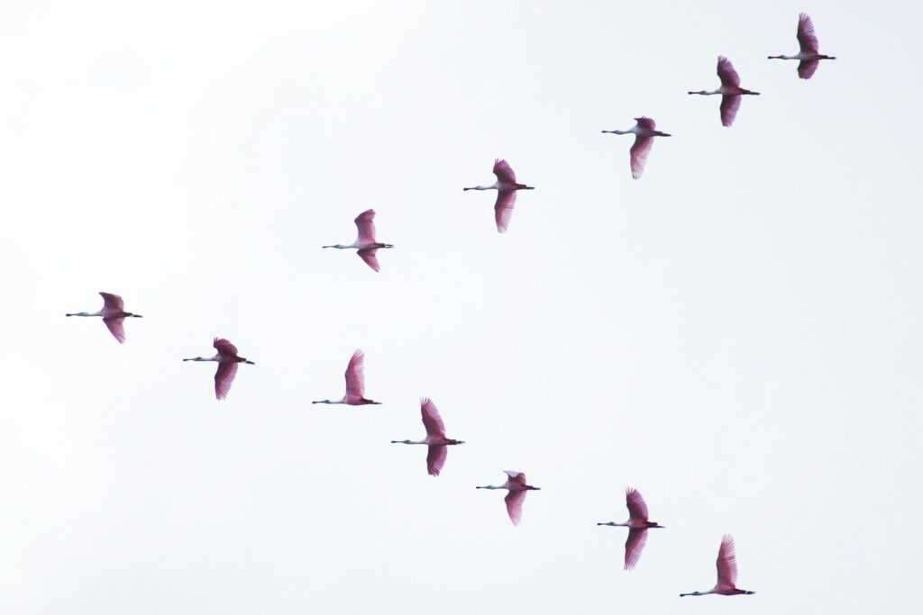 white birds migrating