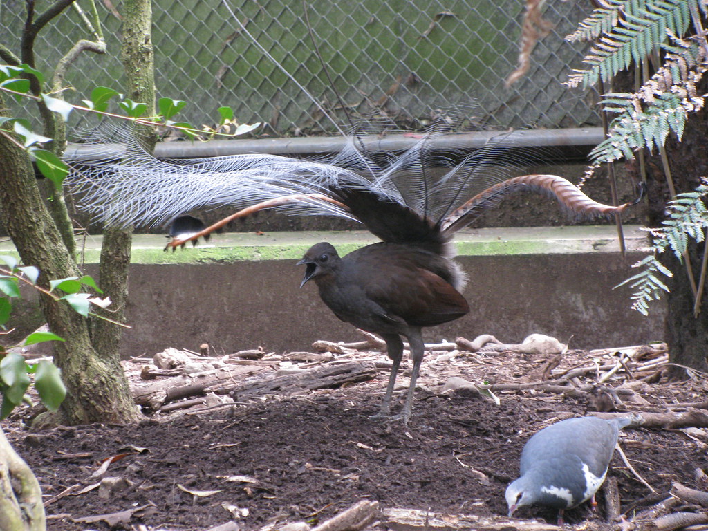 A Superb Lyrebird displays its extravagant tail feathers while standing on the ground.