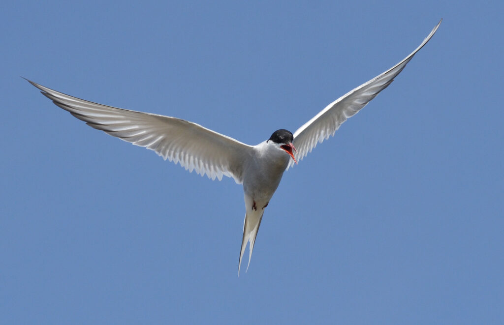 An Arctic tern flies with its wings spread against a blue sky.