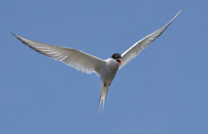 An Arctic tern flies with its wings spread against a blue sky.