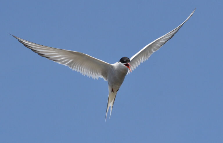 An Arctic tern flies with its wings spread against a blue sky.