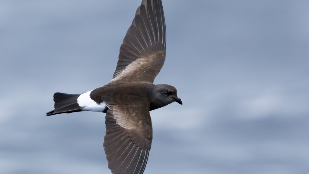 Wilson's Storm Petrel soaring above the ocean with wings outstretched