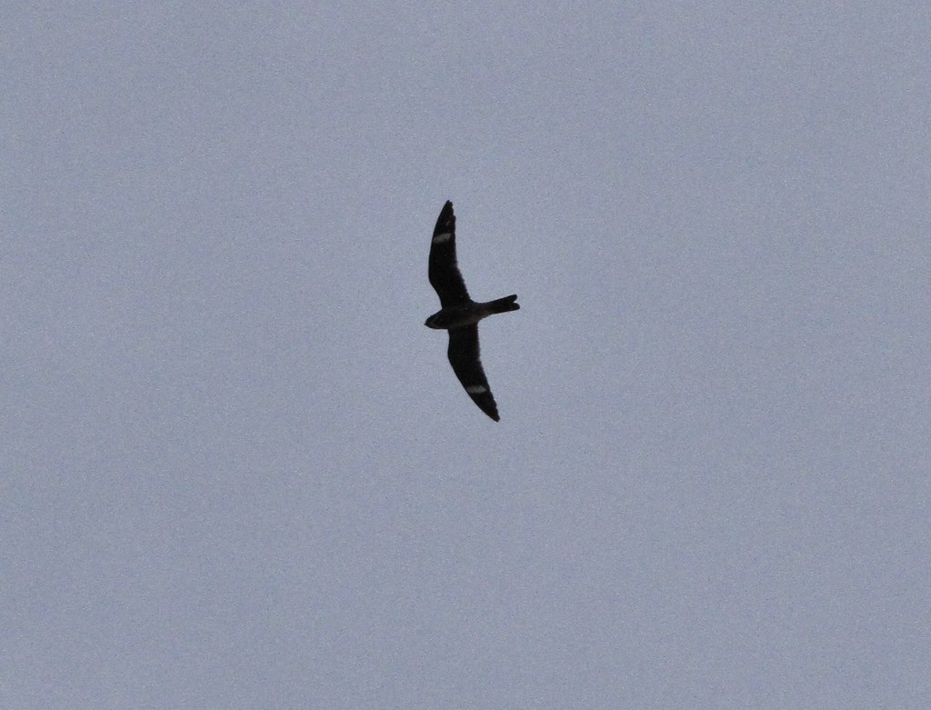 A bird with dark feathers flies against a gray sky.