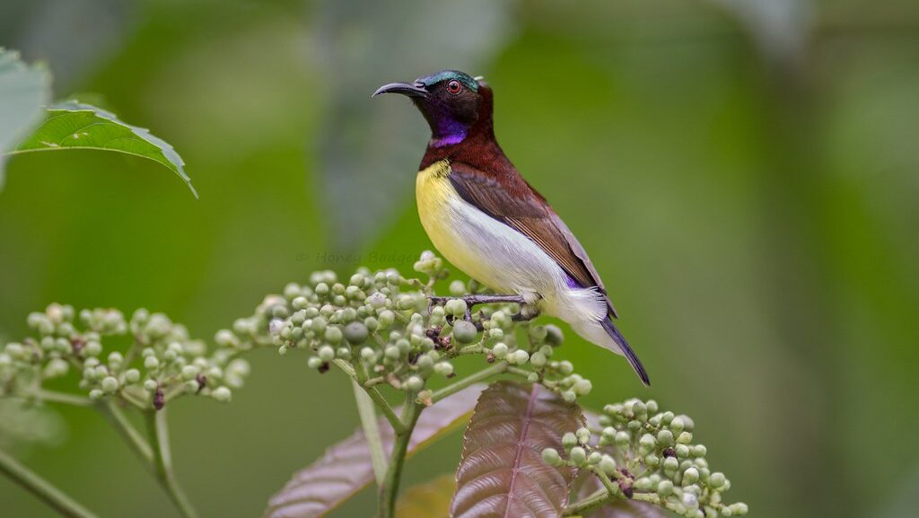 A Purple-rumped sunbird with iridescent purple and green plumage perches on a flower.