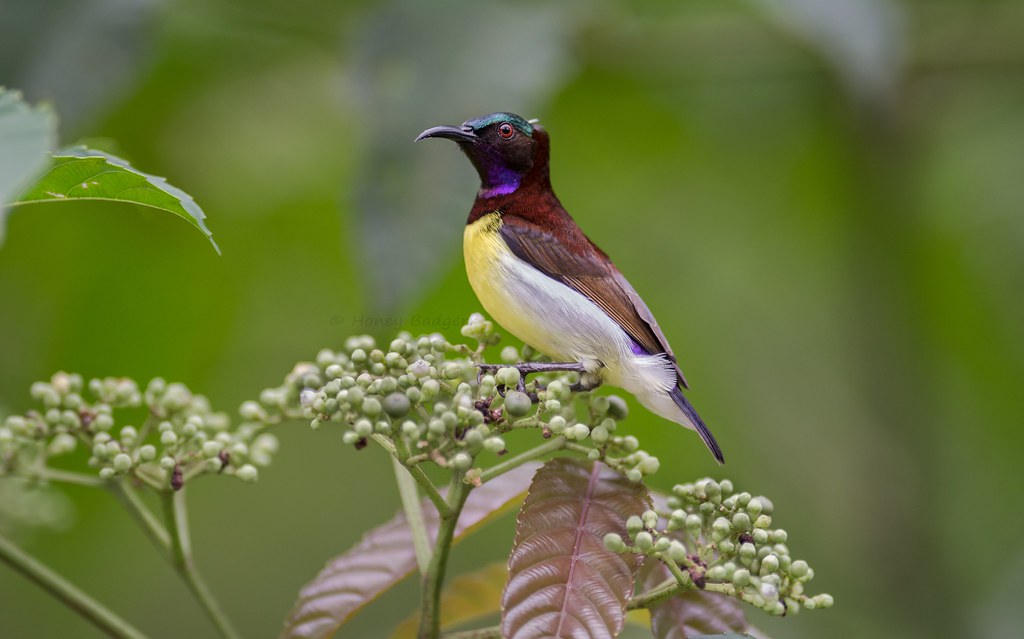 A Purple-rumped sunbird with iridescent purple and green plumage perches on a flower.