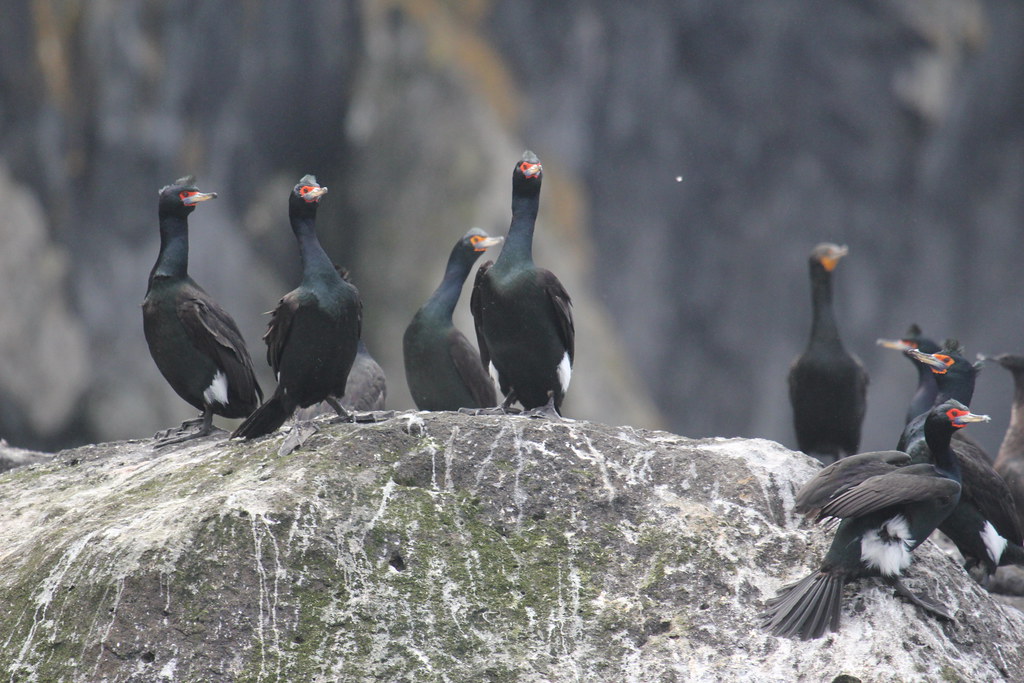 Several red-faced cormorants are perched on a rock.