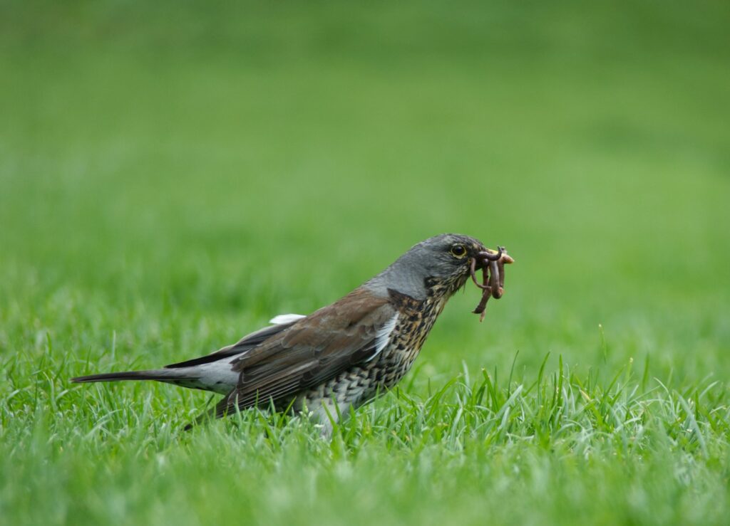 A bird with a worm in it's mouth standing in the grass.