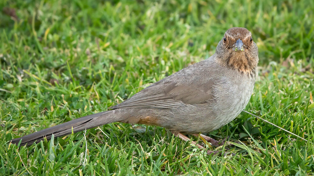 California Towhee standing on green grass