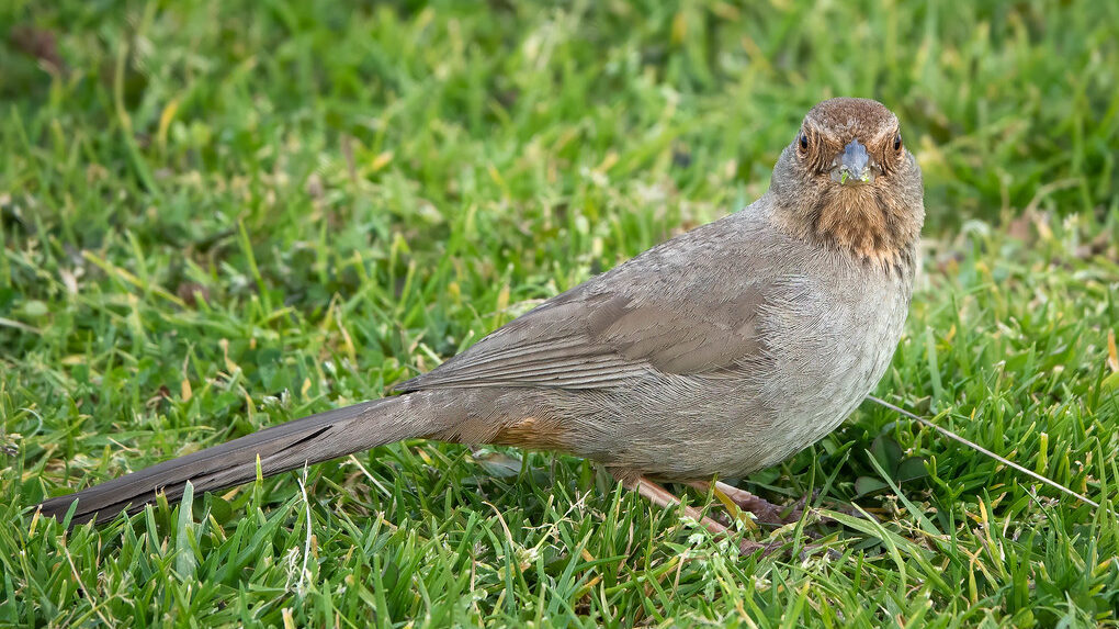 California Towhee standing on green grass