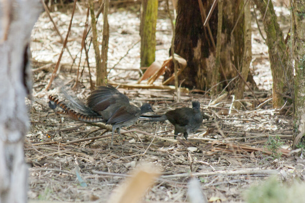 Two Superb lyrebirds forage on the ground in a forest.