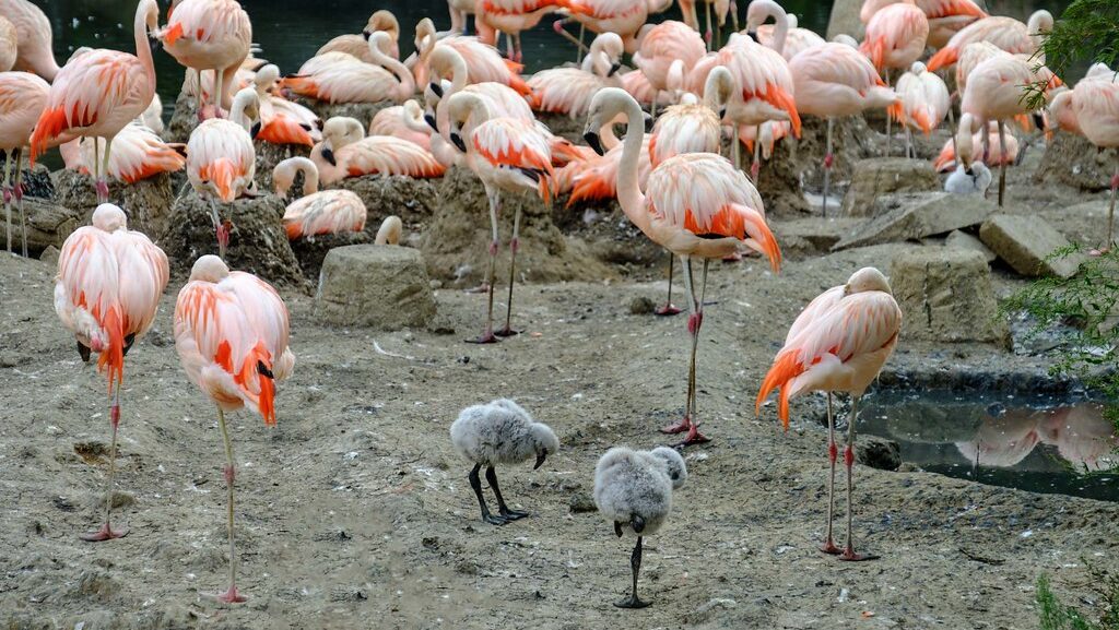 Fluffy baby flamingos walking among a group of adult flamingo