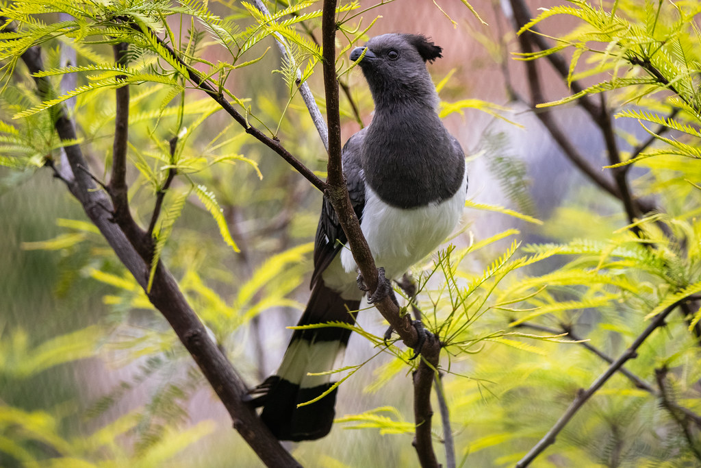 A White-bellied Go-away-bird with a dark crest perches among bright green leaves.