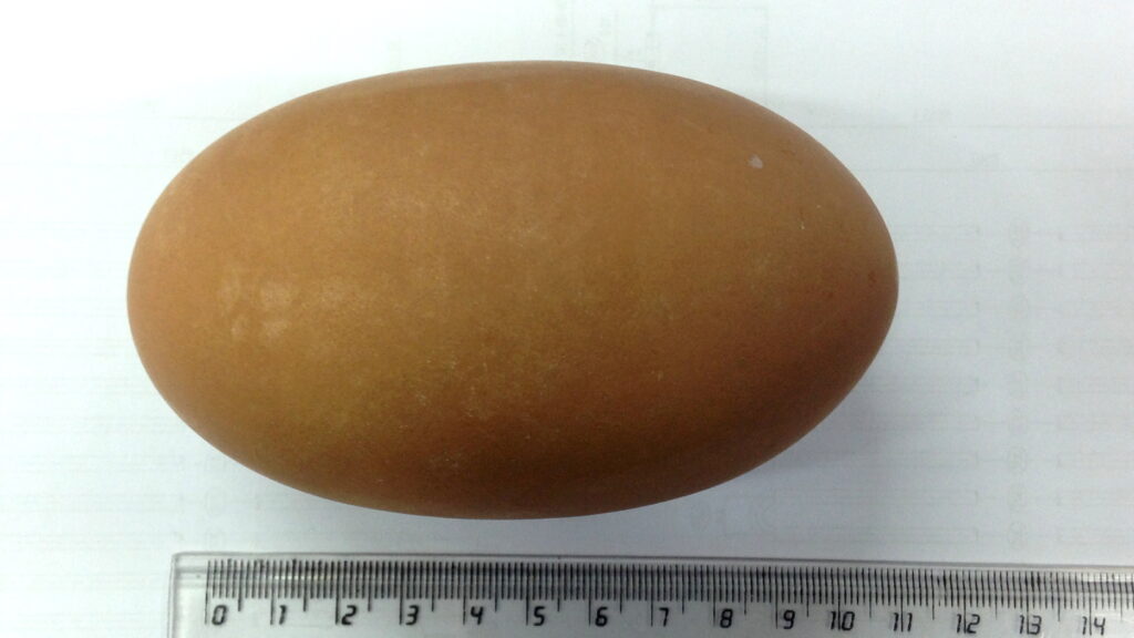Maleo egg being measured with a ruler