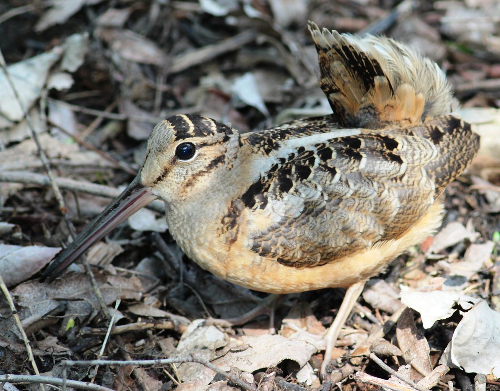 An American Woodcock with patterned plumage rests among dry leaves.
