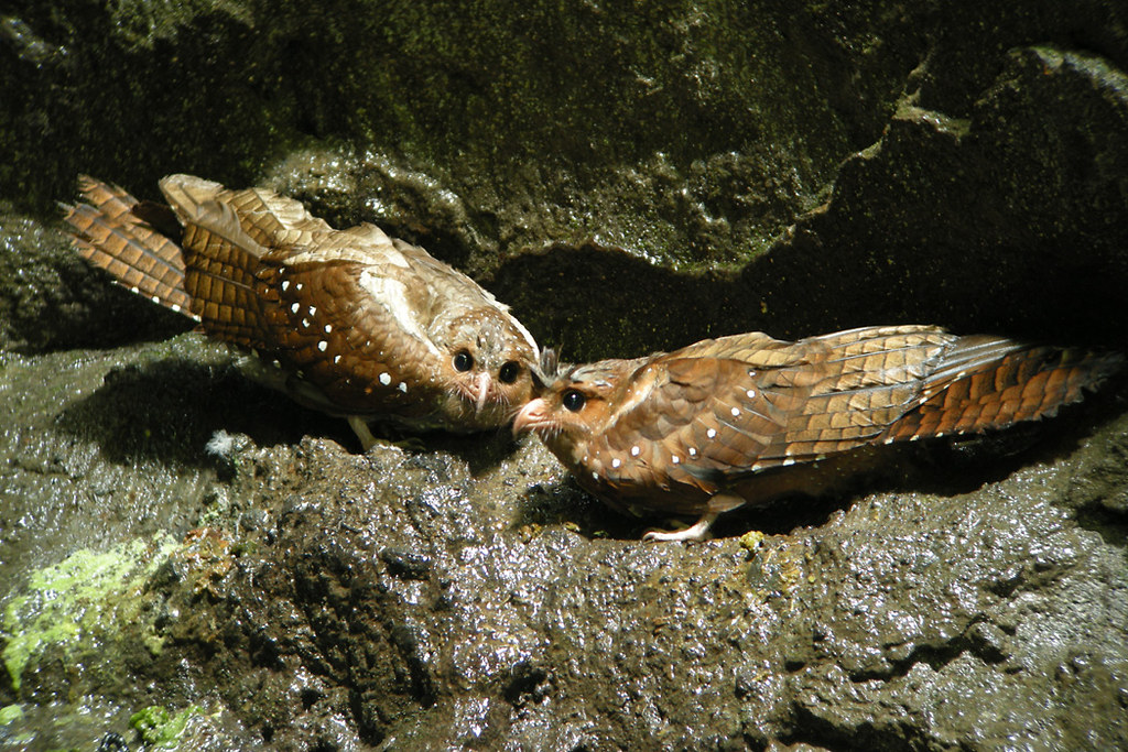 Two Oilbirds with brown and white speckled plumage perch on a rocky surface.