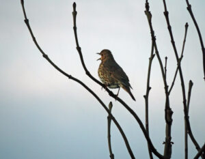 A song thrush perched on bare branches at night.