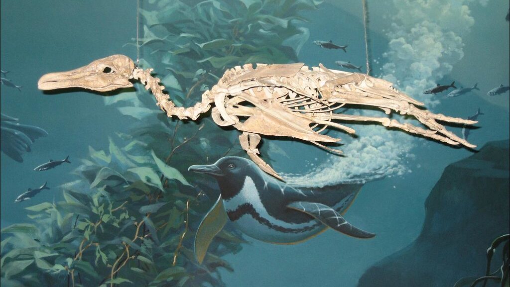 A Hesperornis penguin fossil is displayed above an illustration of a modern penguin.