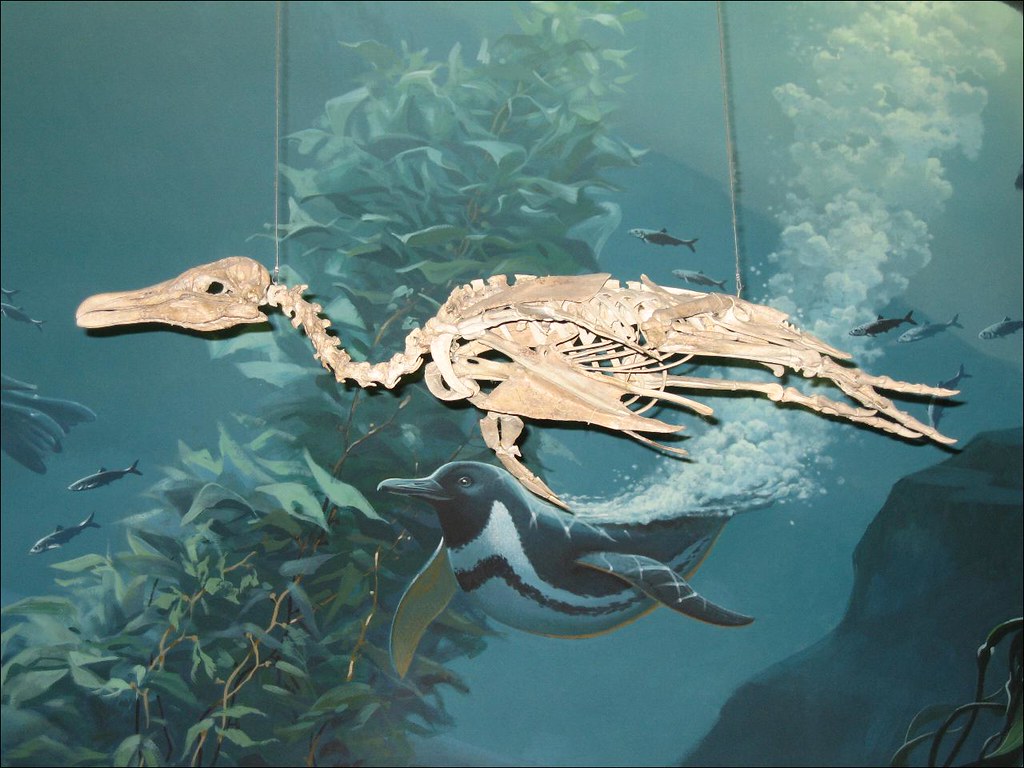A Hesperornis penguin fossil is displayed above an illustration of a modern penguin.