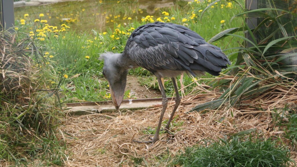 Shoebill stork searching for food among grassy vegetation