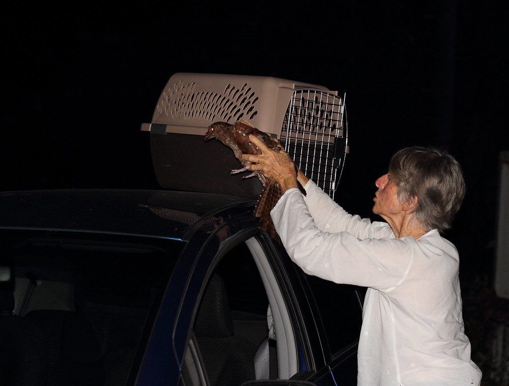 A man is carefully placing a brown bird into a pet carrier on top of a blue car.