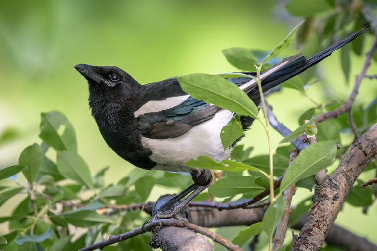 A Eurasian Magpie perches on a branch.