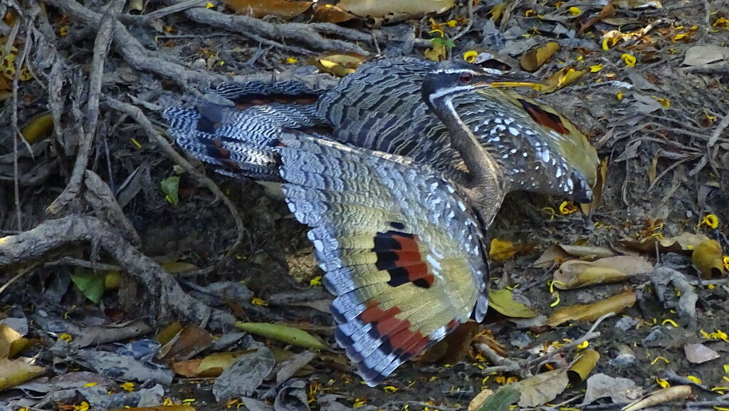 Side view of Sunbittern with wings spread wide, showcasing its colorful wing markings