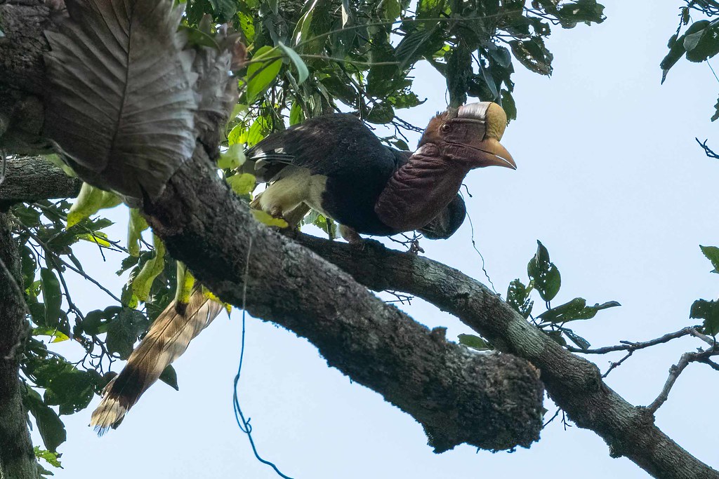 A Helmeted Hornbill is perched on a branch.