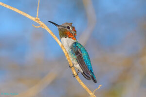 A colorful bee hummingbird perched on a branch.