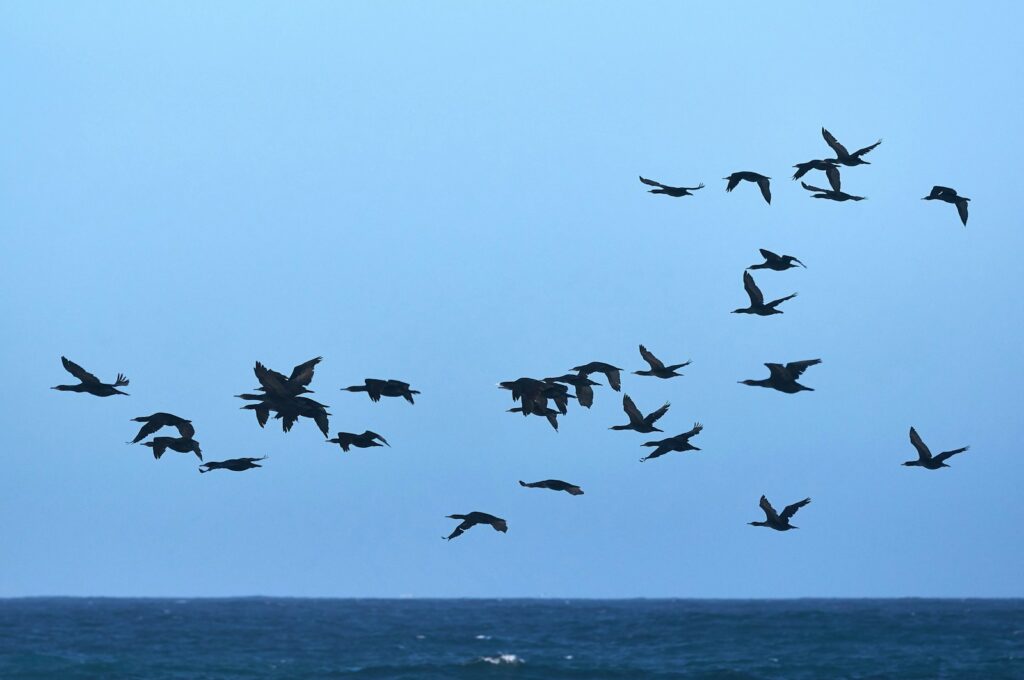 Silhouetted cormorants fly across a blue sky above the water.