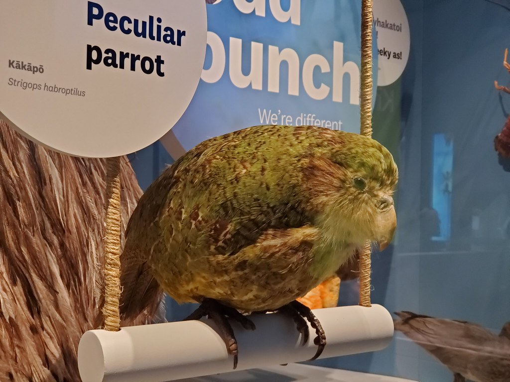 A Kākāpō with green and brown plumage perches on a white bar.