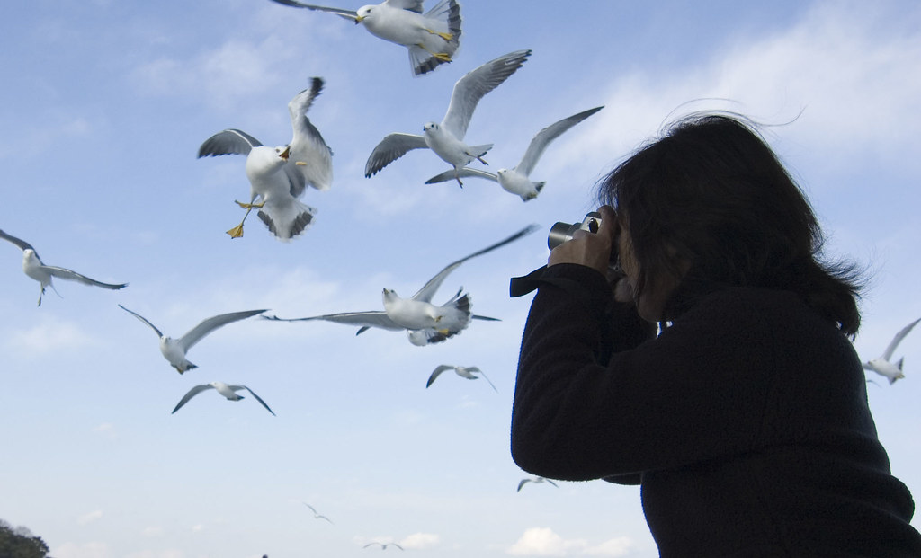 A women takes pictures of seagulls in flight.