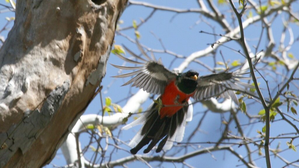 Elegant Trogon perched on a branch with wings outstretched, preparing for flight